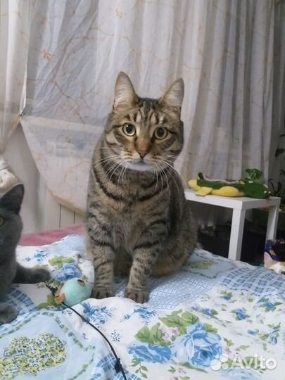 Кот Симба в добрые руки