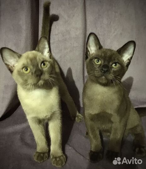 Европейская Бурма - котята
