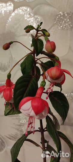 Фуксия ballerina