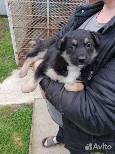 Собака в добрые руки