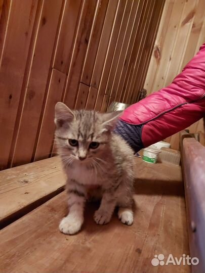 Котята в добрые руки приучены к лотку