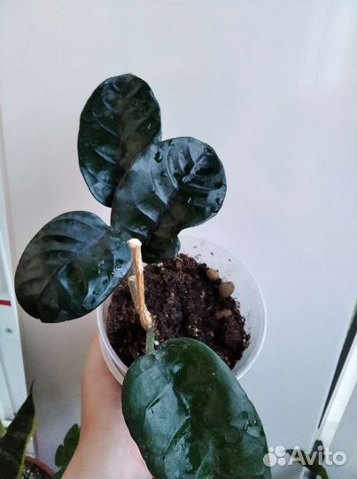 Цветы разные