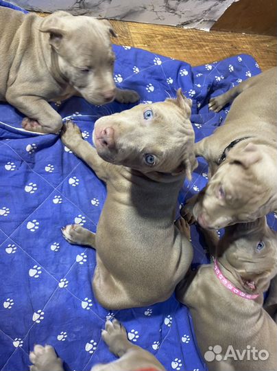 Щенки прайтера