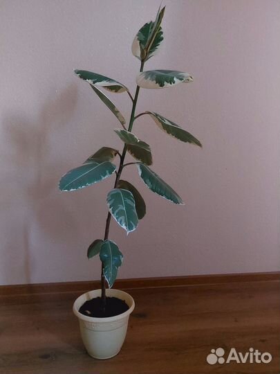 Комнатные растения цветы большие