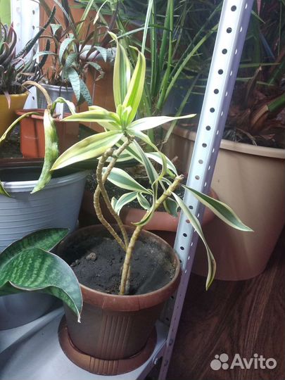 Комнатные растения