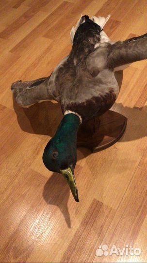 Чучело утки