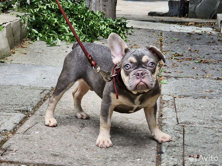 Лиловый парень