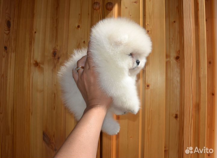 Померанский шпиц