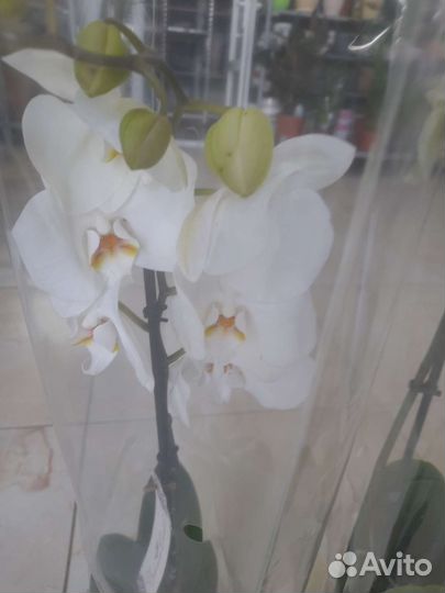Белые орхидеи в ассортименте