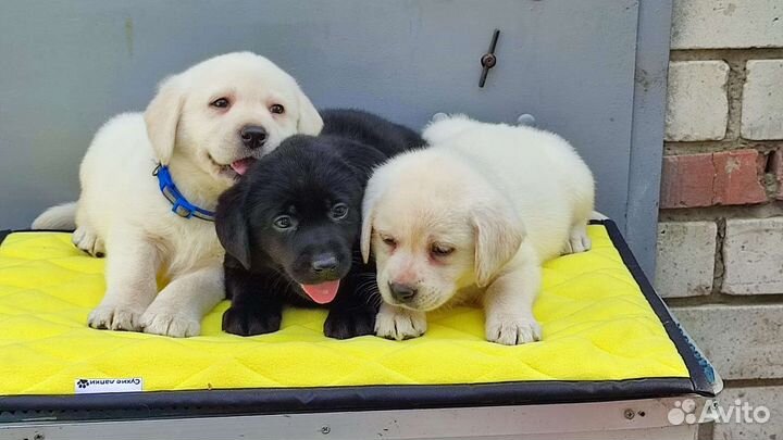 Щенки лабрадора