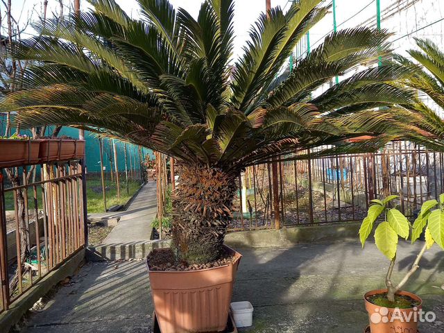 Саговая пальма