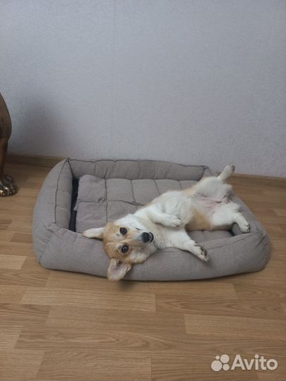 Гостиница для собак