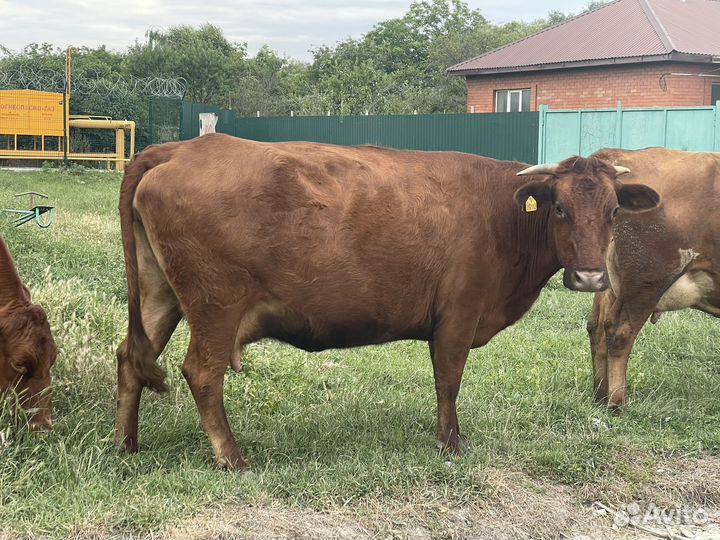 Коровы стельные