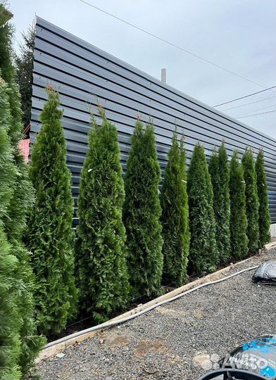 Туя с доставкой с полей