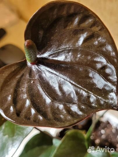 Антуриум блек лав черный и Ред бул бордово-красный