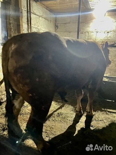 Бык на племя.Лимузин.2 года. 250 т