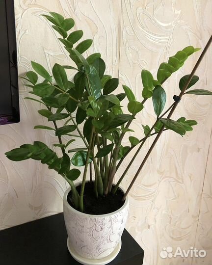 Комнатные цветы