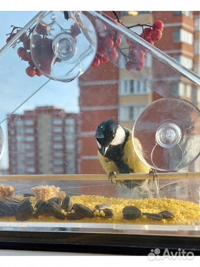 Кормушка для птиц на присосках