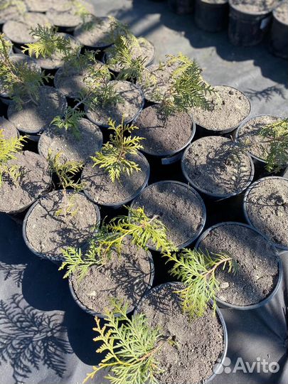 Туя брабант