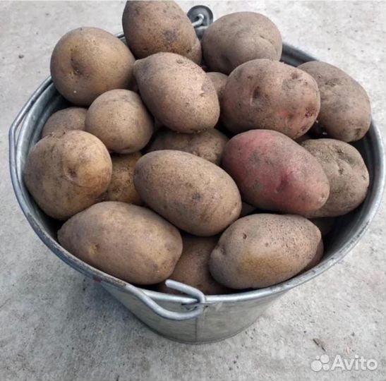 Продам картофель мешками, ведрами