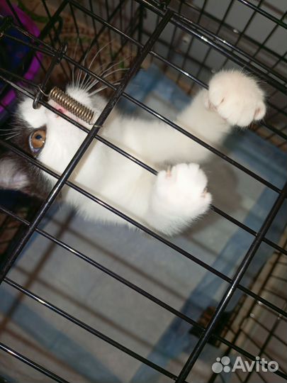 Малыш Вилли ищет дом