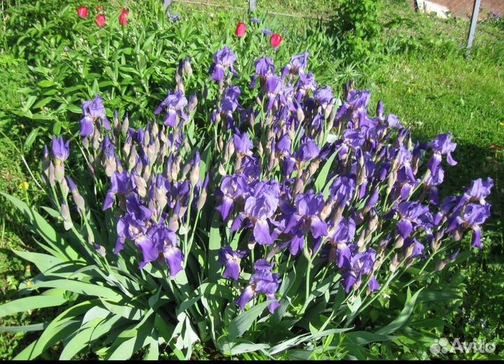 Астра,чеснок, ирисы, пролески