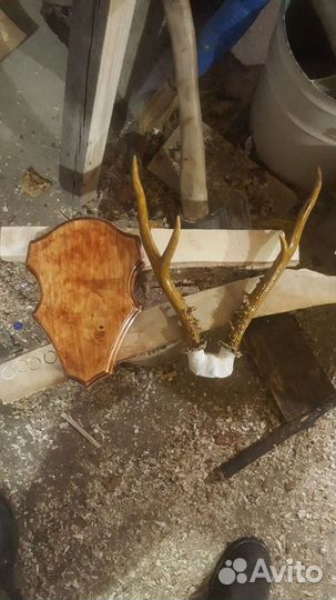 Продам рога косули на красивом срезе