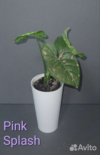 Сингониумы сортовые