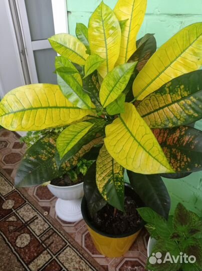 Кротон Миссис Айстон