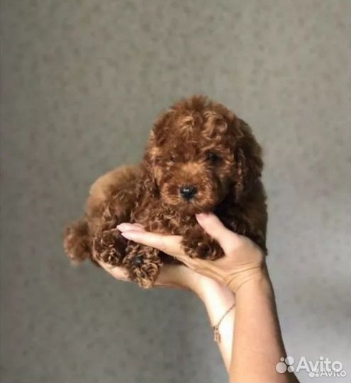 Той-пудель девочка