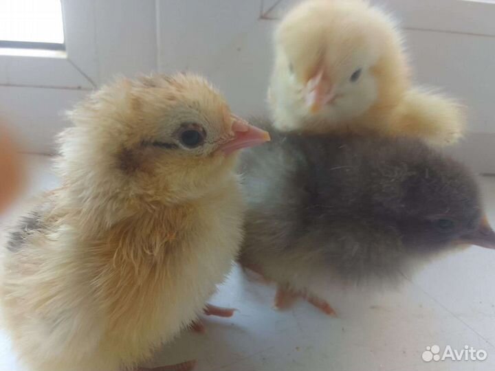 Цыплята