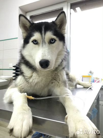 Ветеринарный врач