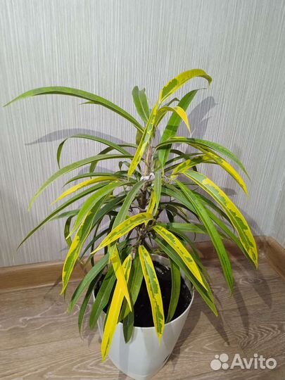 Фикусы сортовые разные 2