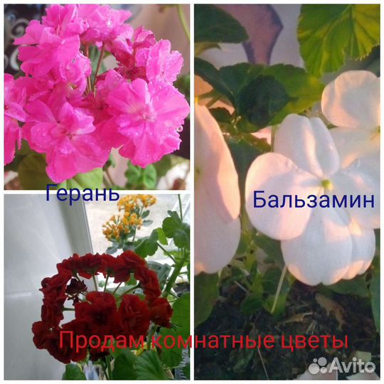 Пеларгония герань