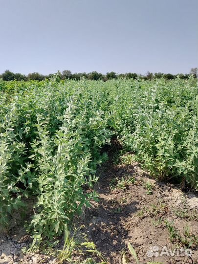 Декоративные растения