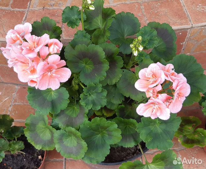Пеларгония герань шоколадная