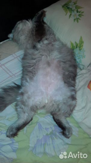 Хайленд Страйт кот