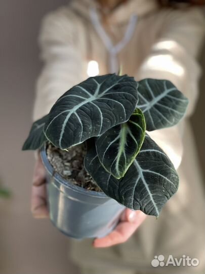 Алоказия black velvet D14