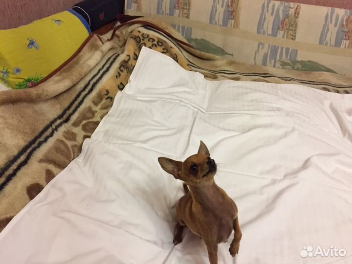 Мини Той-терьер