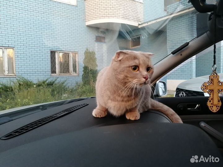 Шотландская вислоухая кошка бесплатно