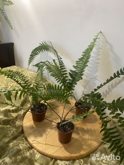 Домашние растения