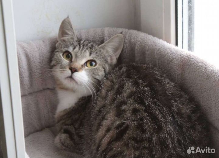 Котёнок Тэффи в добрые руки