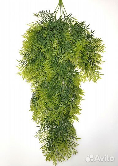 Растения для аксессуаров папоротник опт