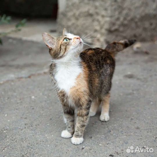 Котятки и их мама