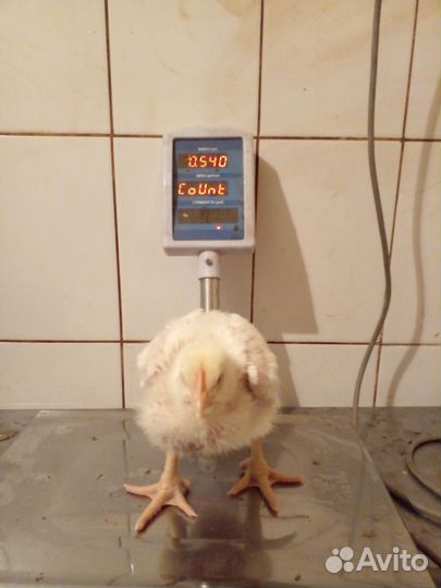 Суточные и подрощенные цыплята,утята