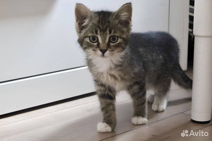 Котёнок полосатый