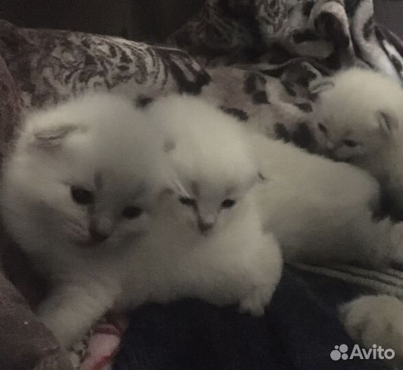 Невские маскарадные котята