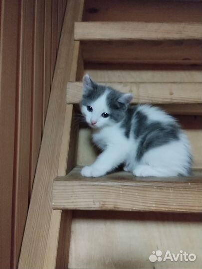 Отдам даром бесплатно