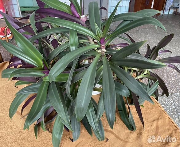 Продаю декоративное растение рео