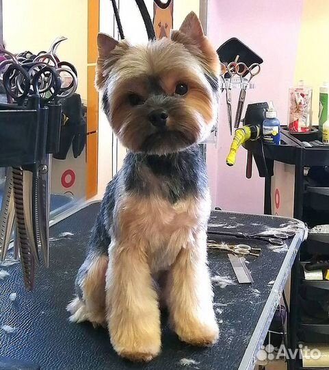 Груминг животных. Салон Гав Ля Мур